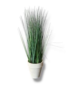 Kõrreline Mini – rent